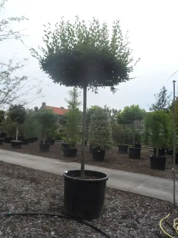 Voorraad bijna op | Haagbeuk als dakboom (Carpinus betulus)