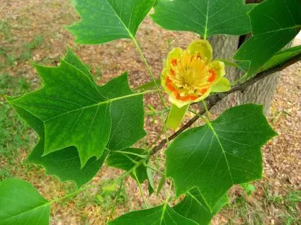 Actieprijs - Tulpenboom als dakboom (Liriodendron tulipifera)