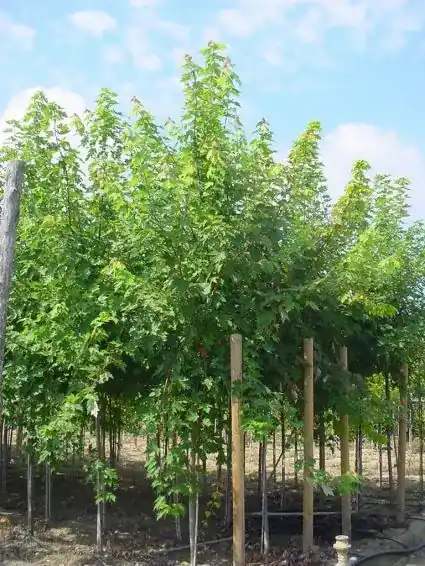 Scherpe prijs - Esdoorn (Acer freemanii ‘Autumn Blaze‘)