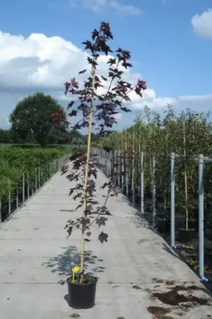 Aanrader | Noorse Esdoorn (Acer platanoides ‘Royal Red‘)