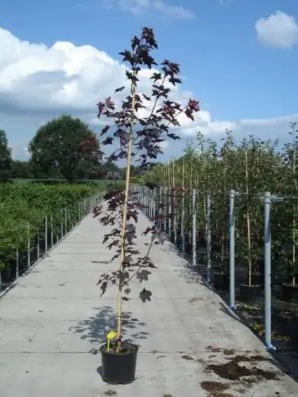 Aanrader | Noorse Esdoorn (Acer platanoides ‘Royal Red‘)