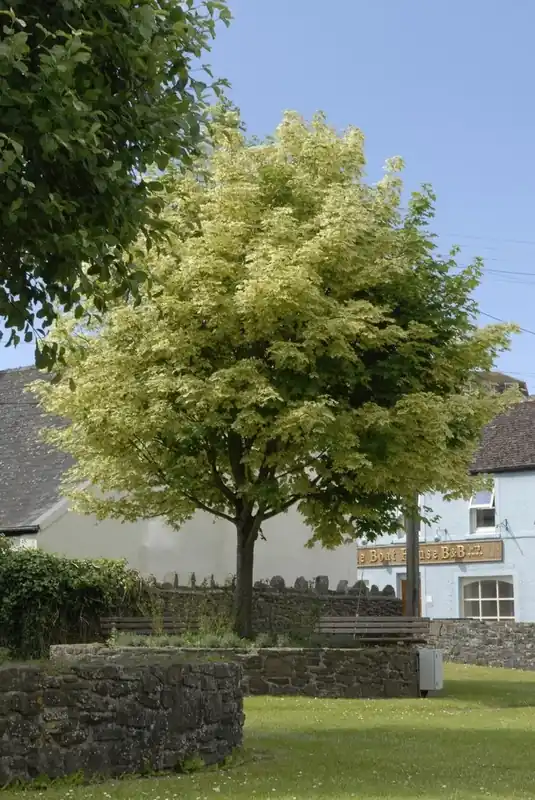Bonte Esdoorn (Acer platanoides ‘Drummondii‘) | Rechtstreeks uit de fabriek