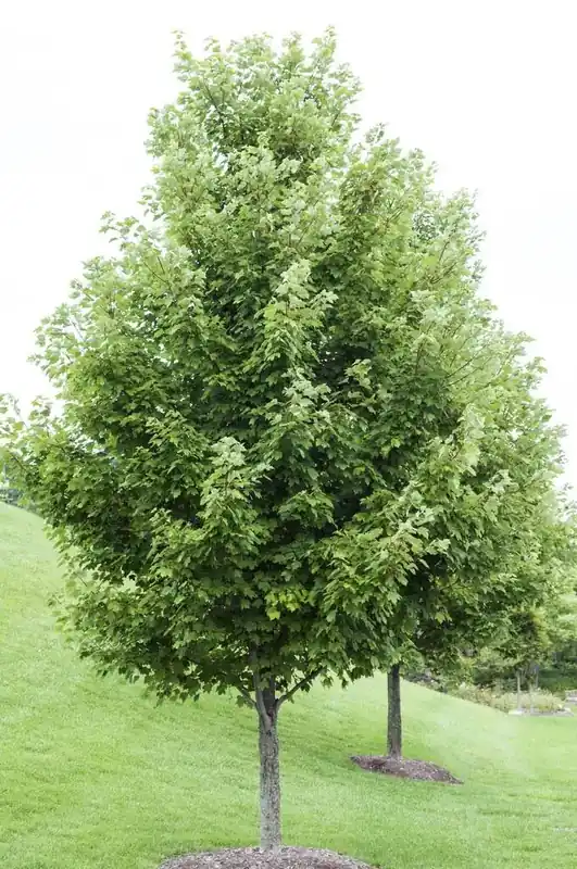 Rode Esdoorn (Acer rubrum) - Veilige betaling