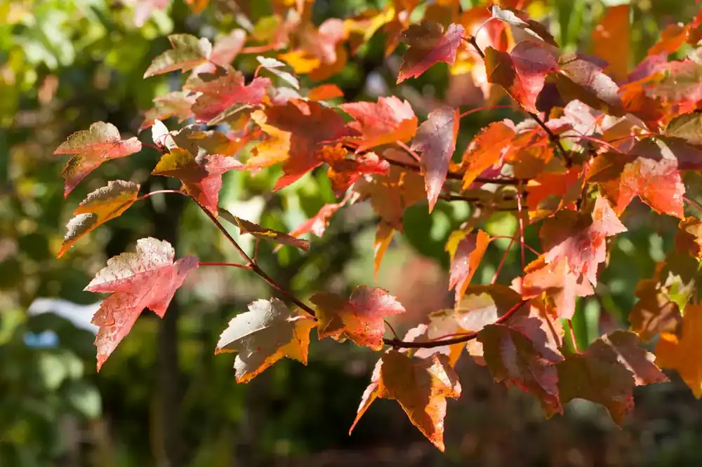 Tijdelijk aanbod | Rode Esdoorn (Acer Rubrum ‘October Glory‘)
