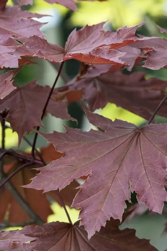 Noorse esdoorn (Acer platanoides ‘Crimson Sentry‘) - Veel gevraagd