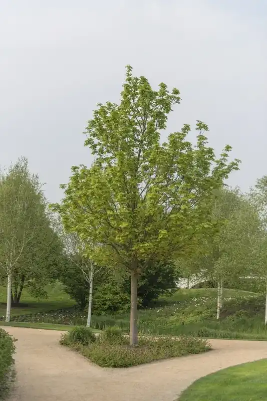 Premium | Noorse esdoorn (Acer platanoides)