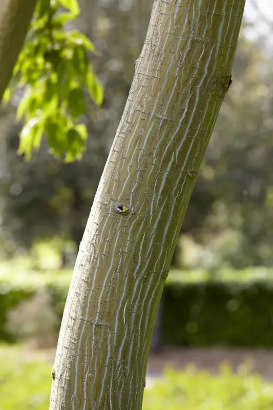 Rechtstreeks uit de fabriek - Chinese esdoorn als boom (Acer davidii )