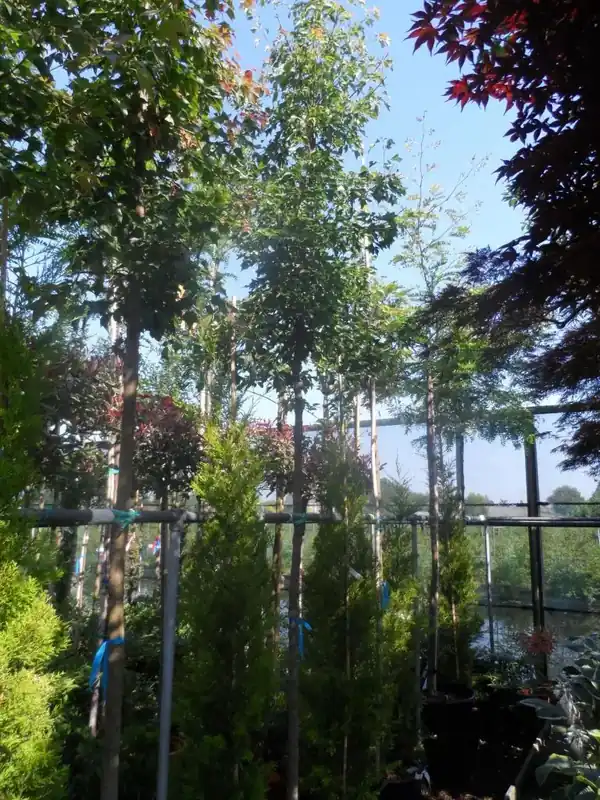 Drietandsesdoorn (Acer buergerianum) | Direct kopen