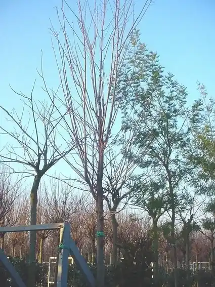 Pak je kans | Rode esdoorn (Acer rubrum ‘Scanlon‘)