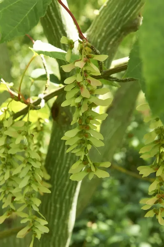 Voordelig - Slangenbast esdoorn (Acer capillipes)