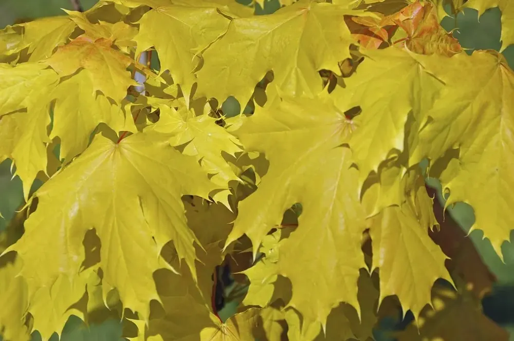 Noorse Esdoorn (Acer platanoides ‘Princeton Gold‘) | Nieuw in het assortiment