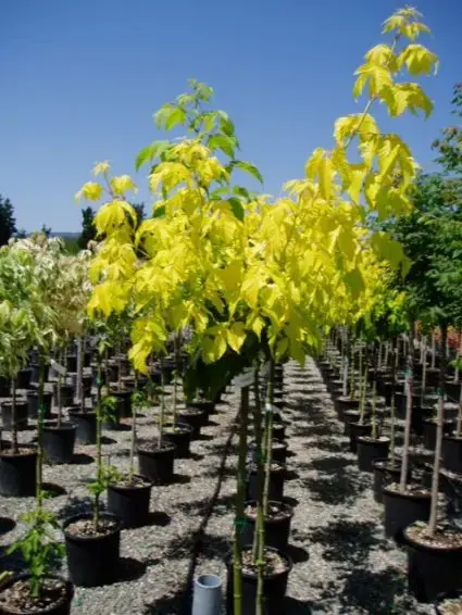 Snelle levering | Vederesdoorn als boom (Acer negundo ‘Kelly‘s Gold‘)