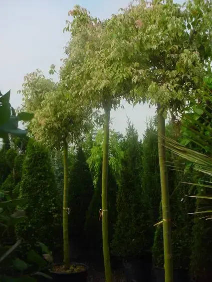 Direct bestellen - Vederesdoorn als boom (Acer negundo ‘Flamingo‘)