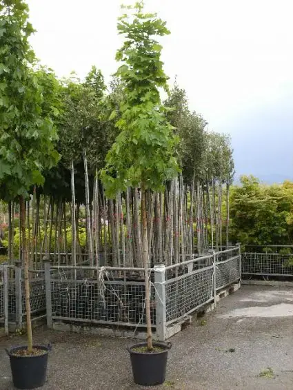 Noorse Esdoorn (Acer platanoides ‘Emerald Queen‘) - Bespaar meer