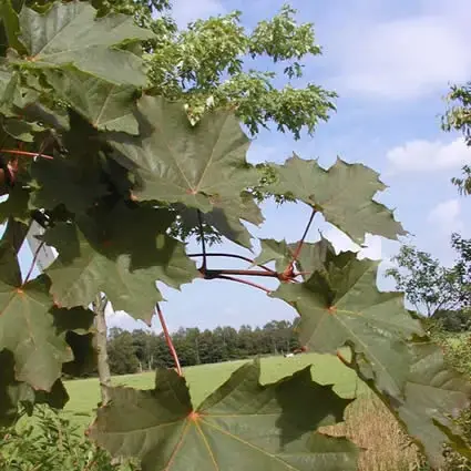 Noorse Esdoorn (Acer platanoides ‘Deborah‘) - Veel gevraagd