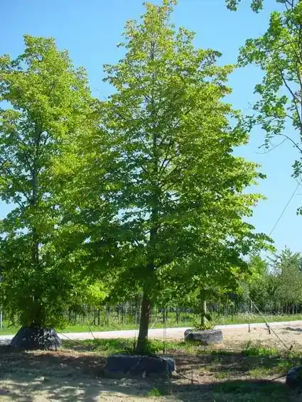Mis het niet - Spaanse Aak (Acer campestre)