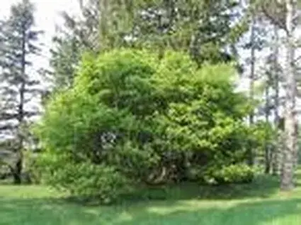 Aanbieding loopt bijna af - Geveerbladige Esdoorn (Acer cissifolium)