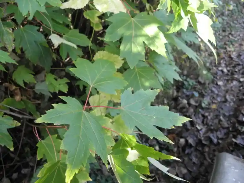 Speciale aanbieding | Zilver Esdoorn (Acer saccharinum)
