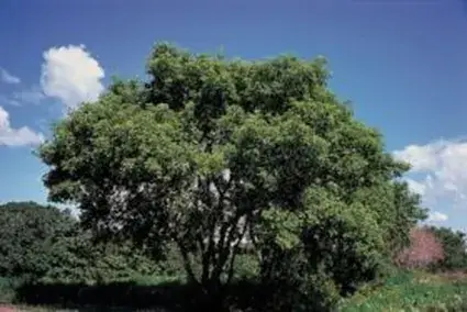 Veel gekozen - Vederesdoorn als boom (Acer negundo)