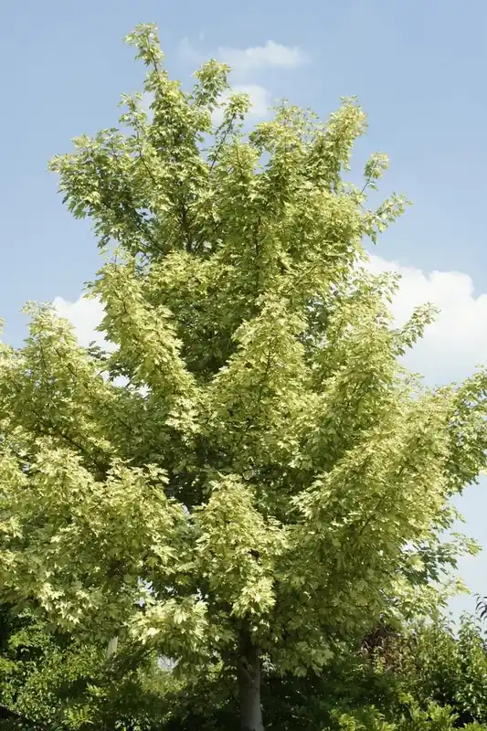 Premium | Bontbladige Esdoorn (Acer pseudoplatanus ‘Leopoldii‘)