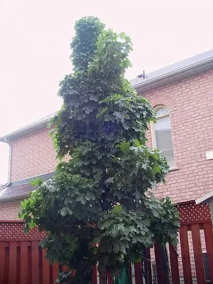 Noorse Esdoorn (Acer platanoides ‘Columnare‘) | Zojuist toegevoegd