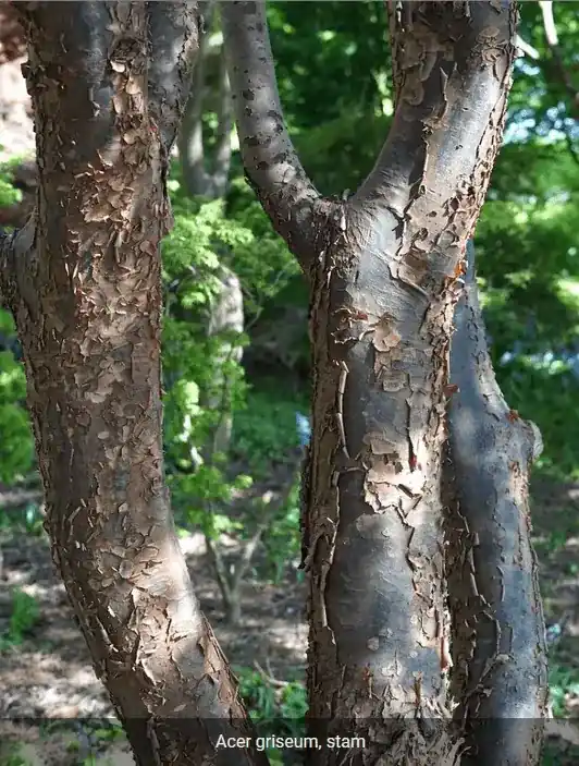 Papieresdoorn als boom (Acer griseum) | Topprijs