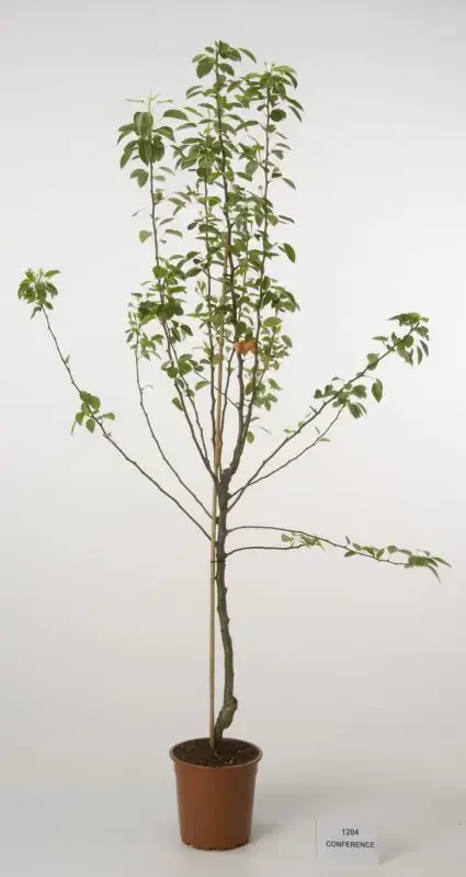 Nieuw binnen - Perenboom (Pyrus communis ‘Conference‘)