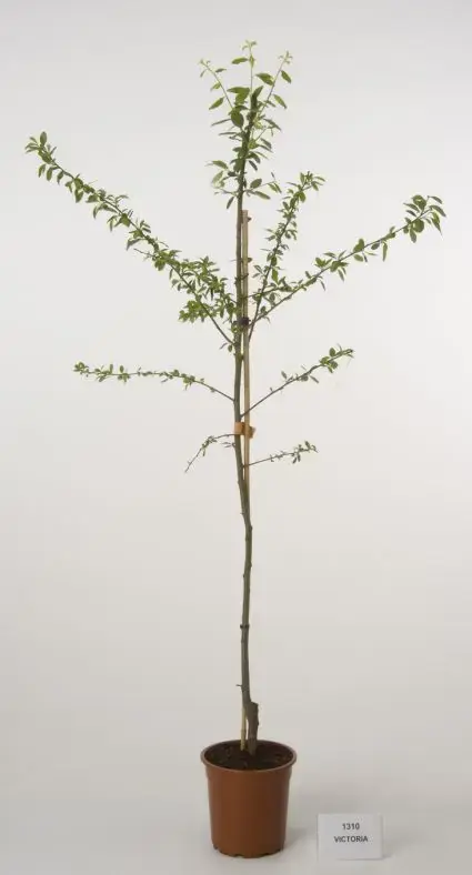 Pruimenboom (Prunus domestica ‘Victoria‘) | Goed beoordeeld