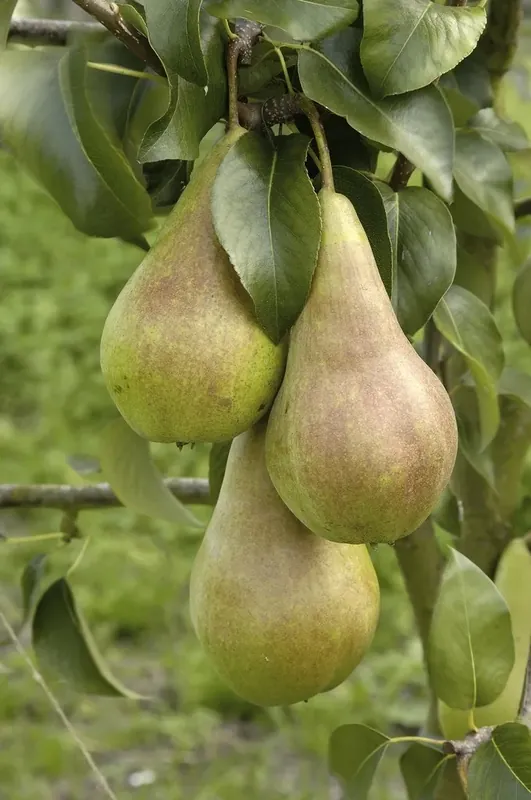 Voordeelprijs - Perenboom (Pyrus communis ‘Concorde‘)