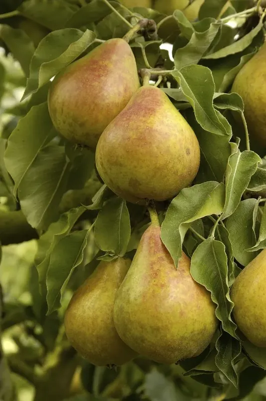 Perenboom (Pyrus communis ‘Gieser Wildeman‘) | Lage prijs