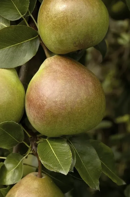 Extra korting - Perenboom (Pyrus communis ‘Saint Remy‘)