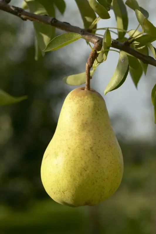Premiumkwaliteit - Perenboom (Pyrus communis ‘Williams‘)