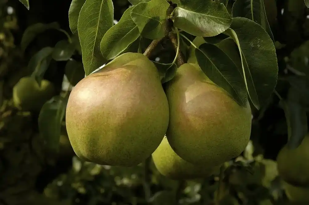 Nieuw in de shop - Perenboom (Pyrus communis ‘Doyenne du Comice‘)