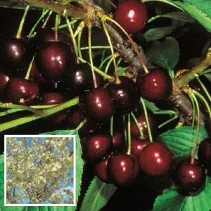 Kersenboom (Prunus avium ‘Stella‘) | Direct kopen