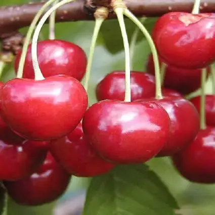 Online bestelbaar - Kersenboom (Prunus avium ‘Regina‘)