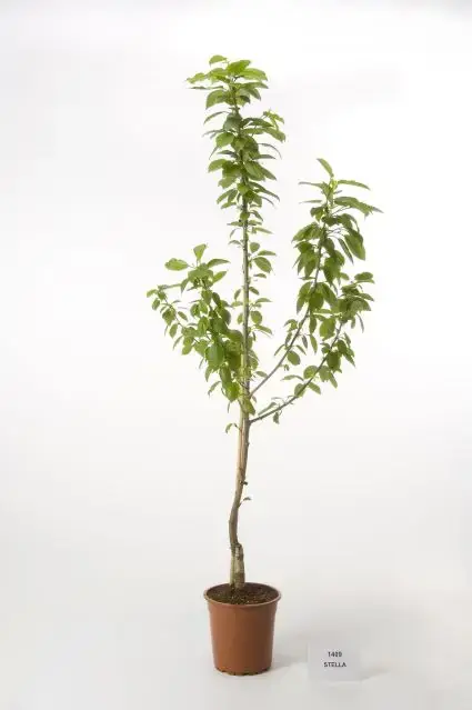 Expreslevering | Kersenboom (Prunus avium ‘Hedelfinger Riesenkirsche‘)