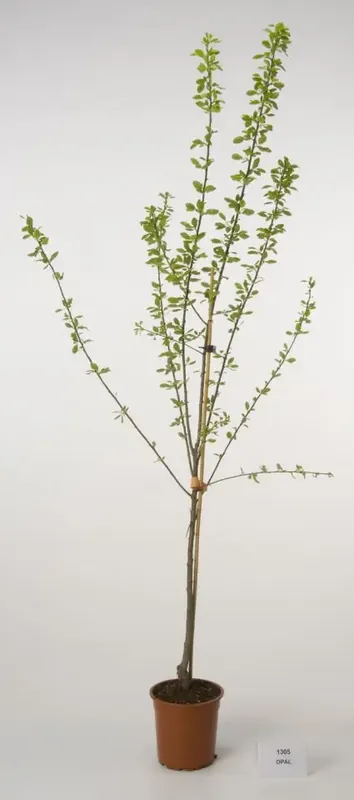 Uitverkoop | Pruimenboom (Prunus domestica ‘Opal‘)