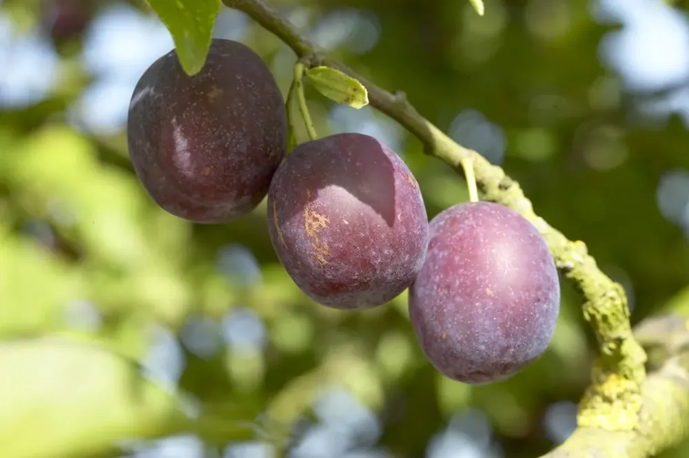 Pruimenboom (Prunus domestica ‘Anna Spath‘) - Bespaar meer