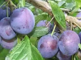 Pruimenboom (Prunus domestica ‘The Czar‘) - Klantfavoriet