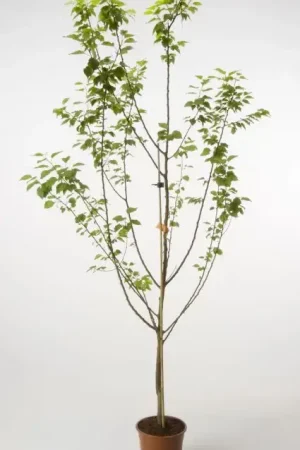 Abrikozenboom (Prunus armeniaca ‘Hongaarse‘) | Korting
