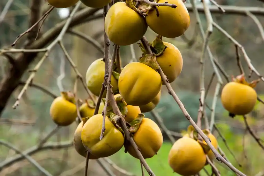 Expreslevering - Kaki (Diospyros kaki ‘Rojo Brilliante‘)