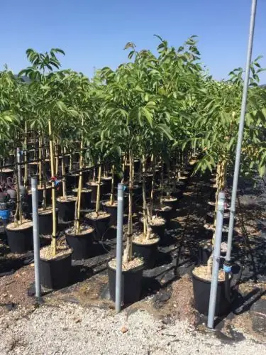 Walnoot (Juglans regia ‘Franquette‘) | Scherp geprijsd