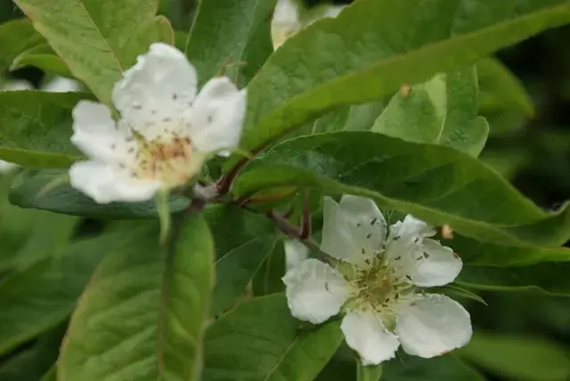 Populair bij klanten | Mispel (Mespilus germanica)
