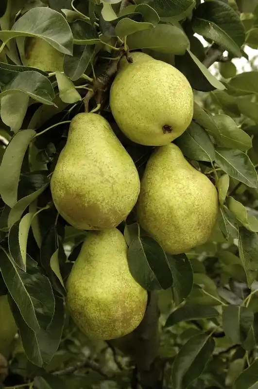 Nieuw in de shop | Perenboom (Pyrus communis ‘Triomph de Vienne‘)