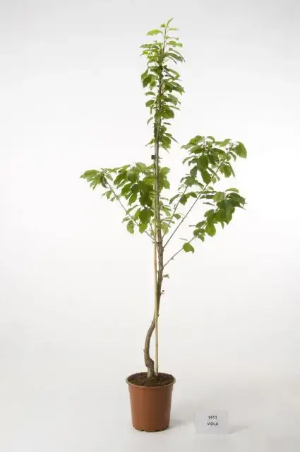 Kersenboom (Prunus avium ‘Viola‘) | Bestel nu