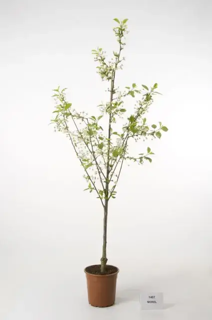 Koopje | Zure kers (Prunus avium ‘Morel‘)