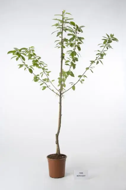 Kersenboom (Prunus avium ‘Merchant‘) - Topprijs