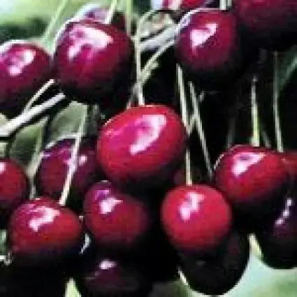 Pak je kans - Kersenboom (Prunus avium ‘Dubbele Meikers‘)