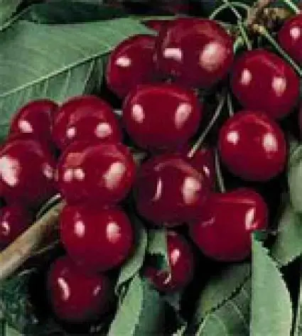 Kersenboom (Prunus avium ‘Bigarreau Burlat‘) | Outlet