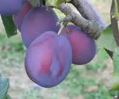 Zeer goed beoordeeld - Pruimenboom (Prunus domestica ‘Belle de Louvain‘)